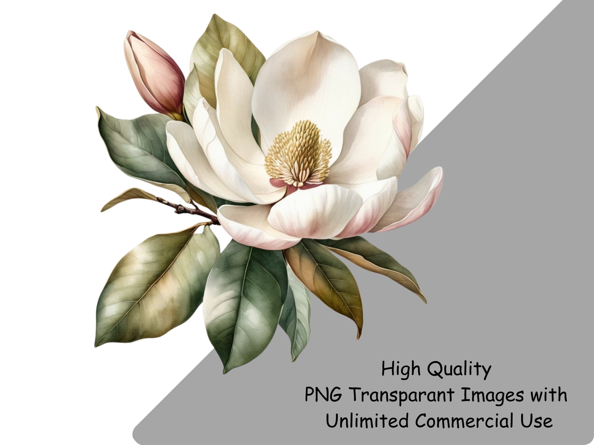 Magnolia PNG Clipart, Digital Products Images